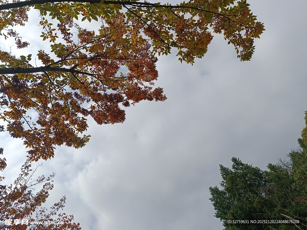 秋日树梢与朦胧天空