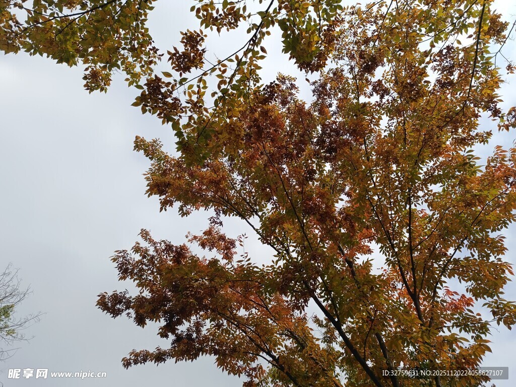 秋日枝头斑斓树叶