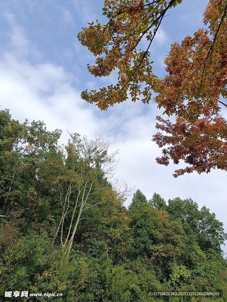 秋日山林树梢美景