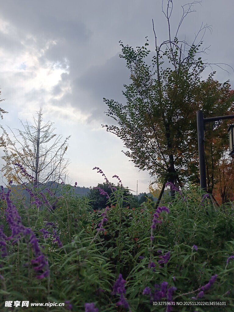 野外繁茂花草与树木景观