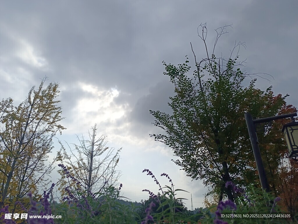 阴天中的树木与花草
