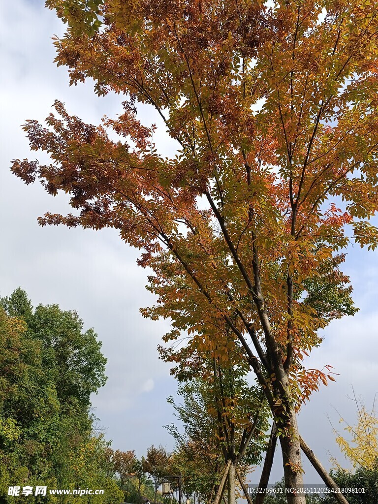 秋日斑斓枫树美景