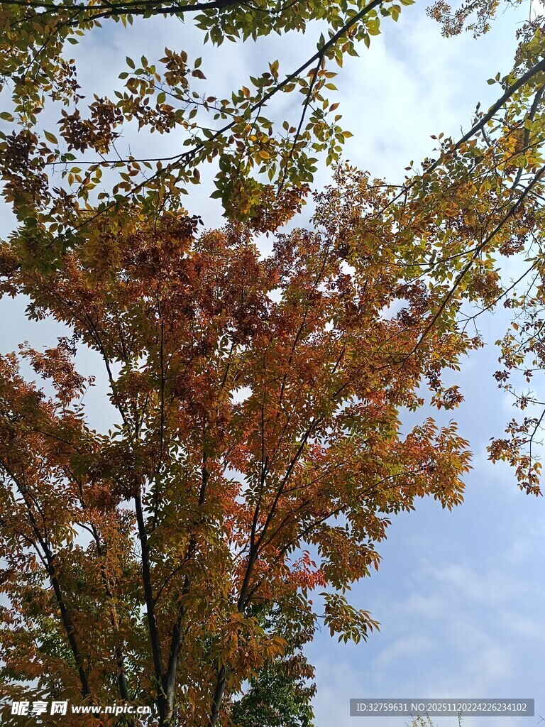 秋日斑斓树叶映蓝天