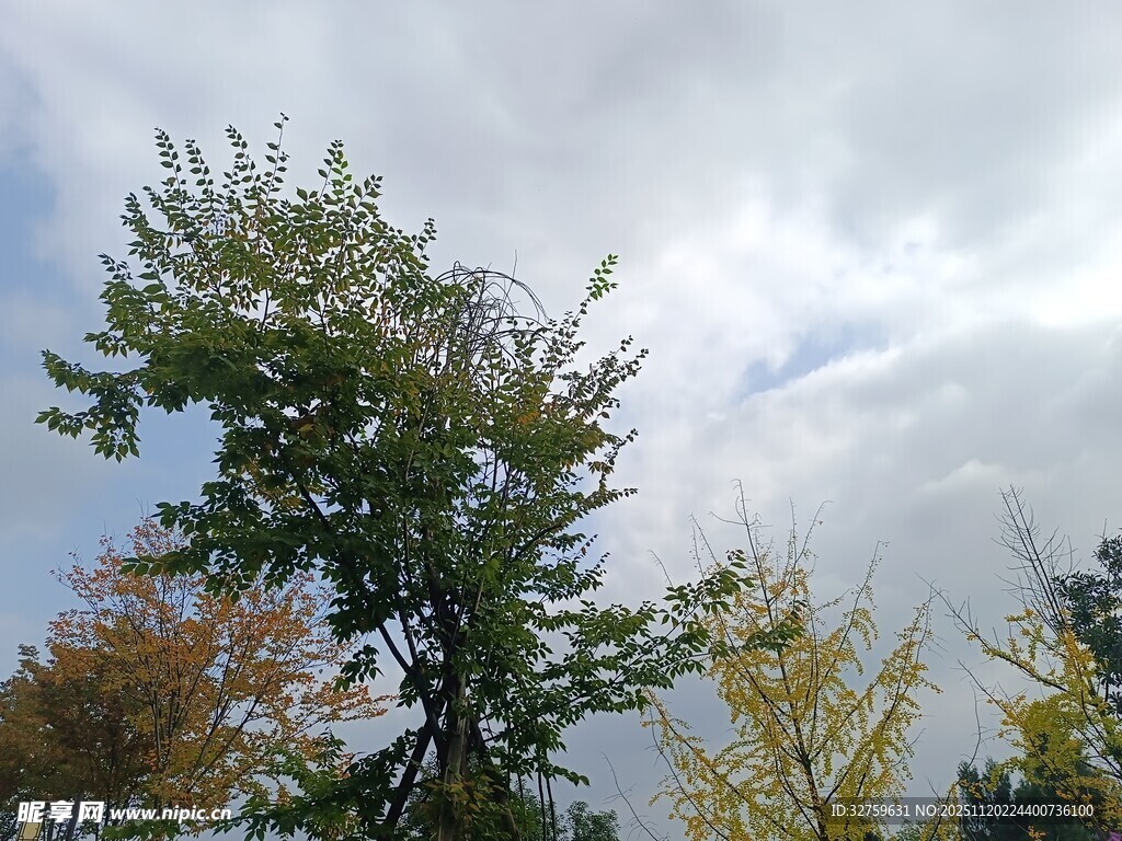 秋日树梢与天空景致