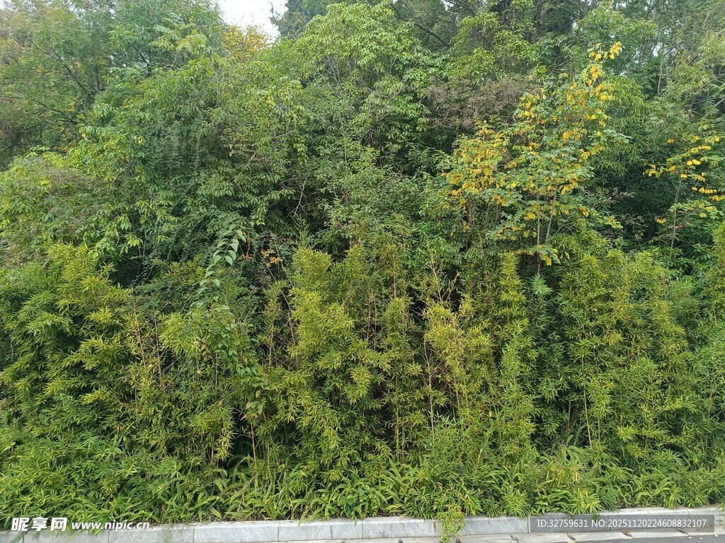 繁茂绿植景观