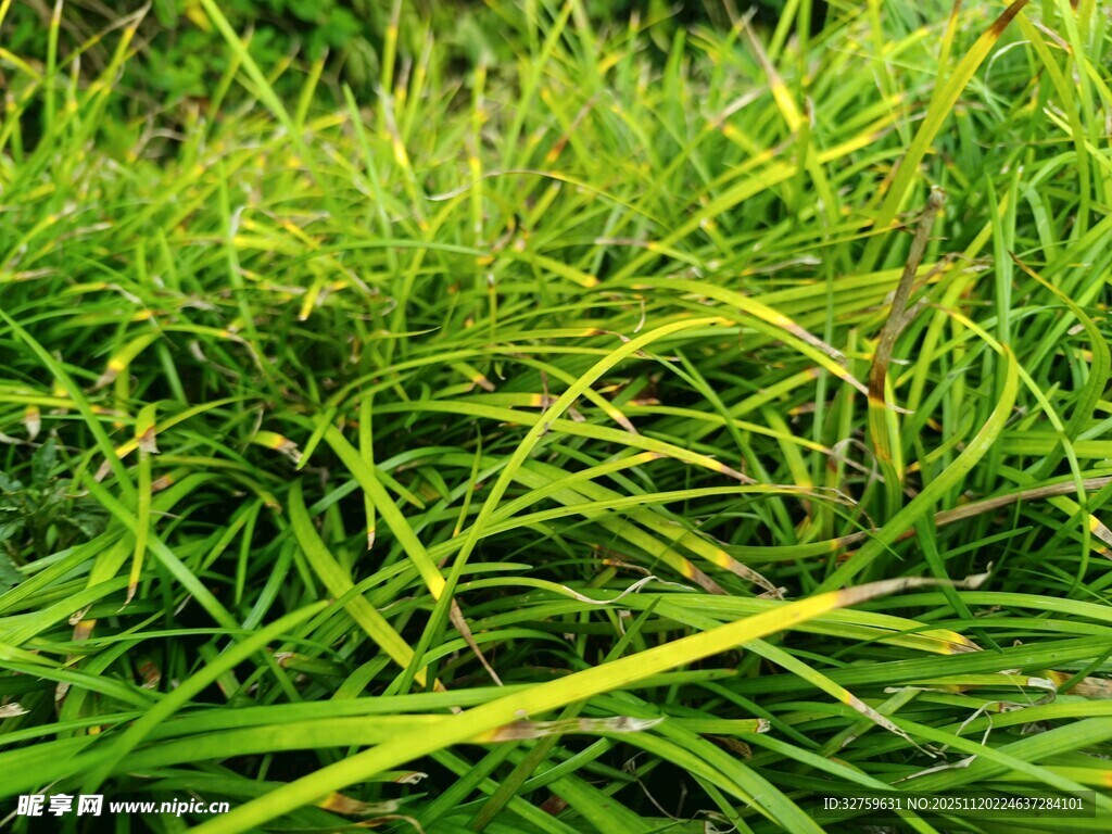 翠绿茂盛的青草