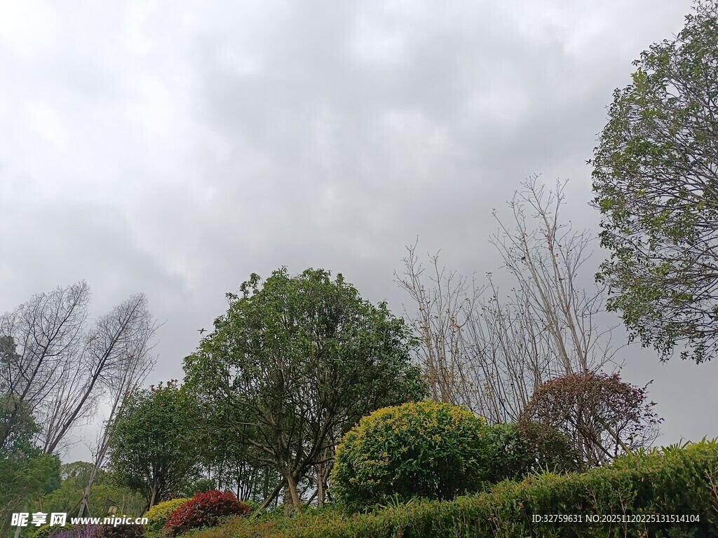 阴天中的绿植景观