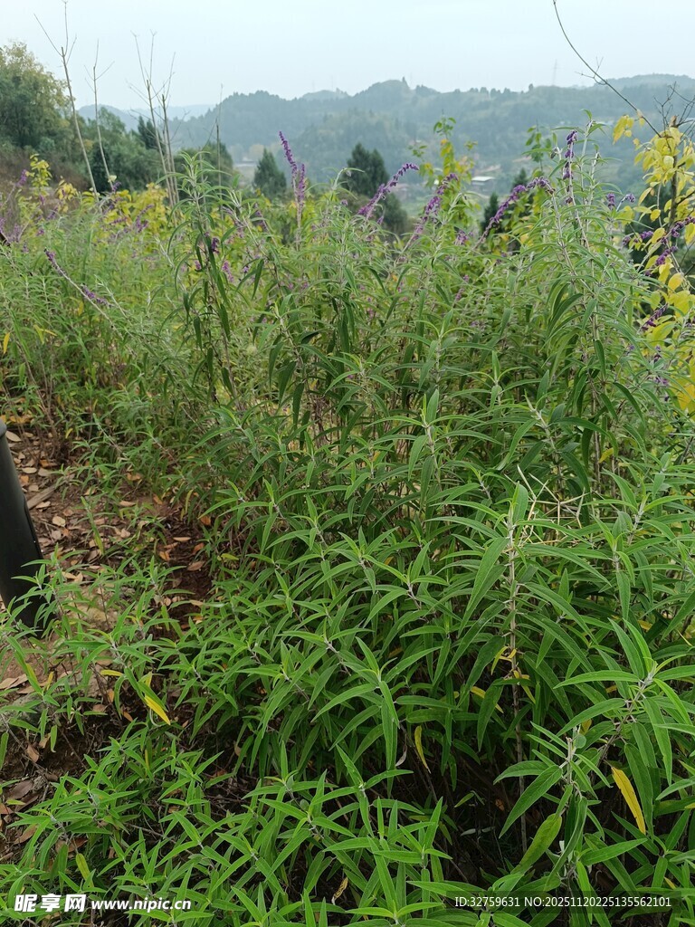 野外繁茂的绿色植物景观