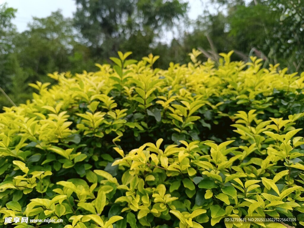 金黄绿叶植物景观