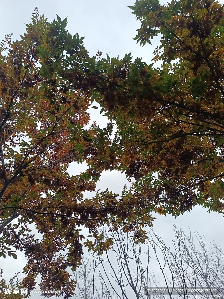 秋日枝头斑斓树叶景象