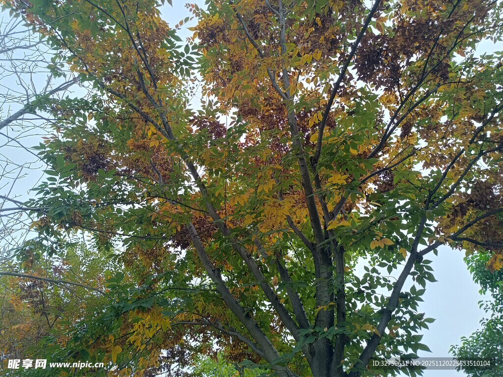 秋日斑斓树木景致