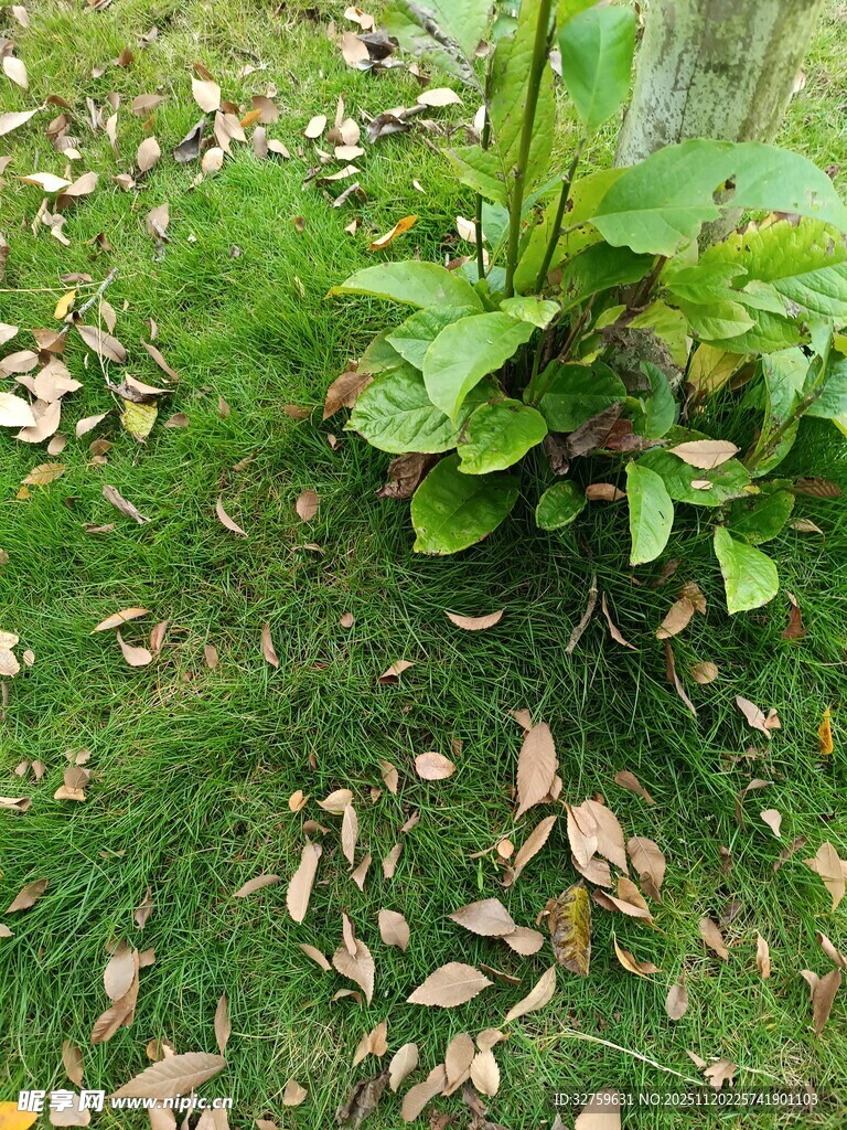 草地中生长的绿植与落叶