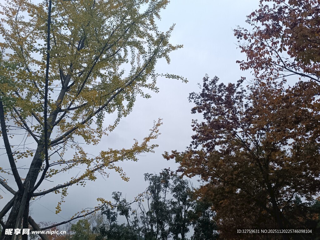 秋日多彩树木景致