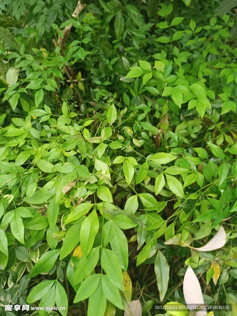 茂密翠绿的植物景观