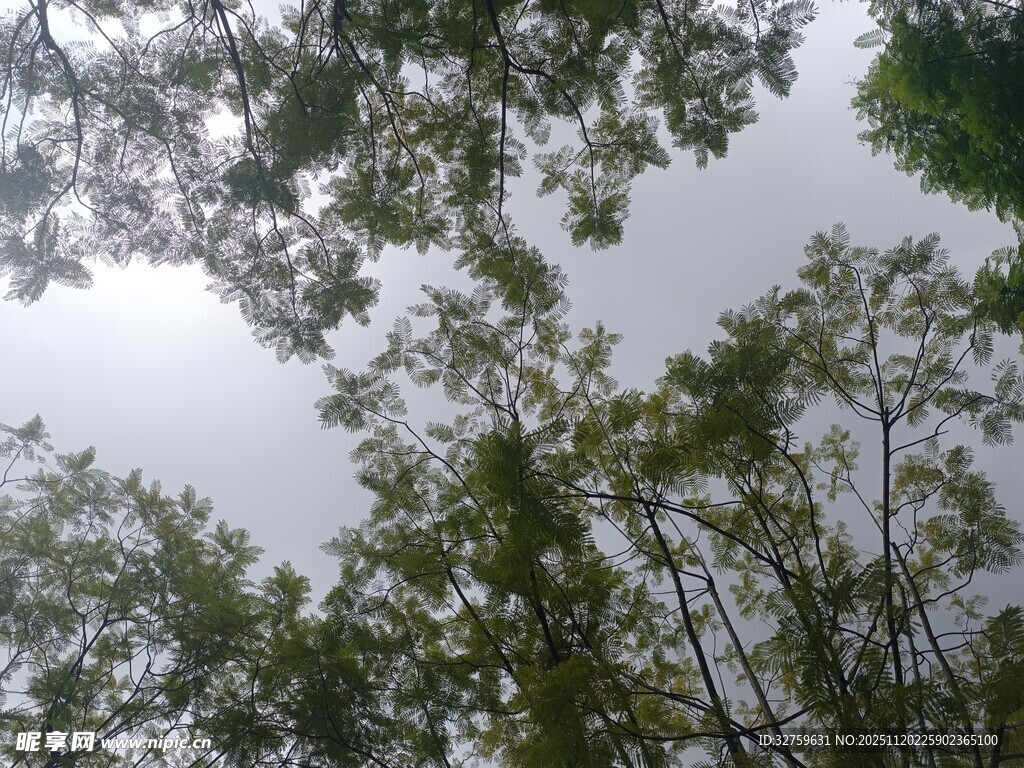 仰视茂密树林树冠