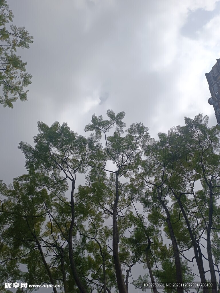 阴天中的葱郁树木