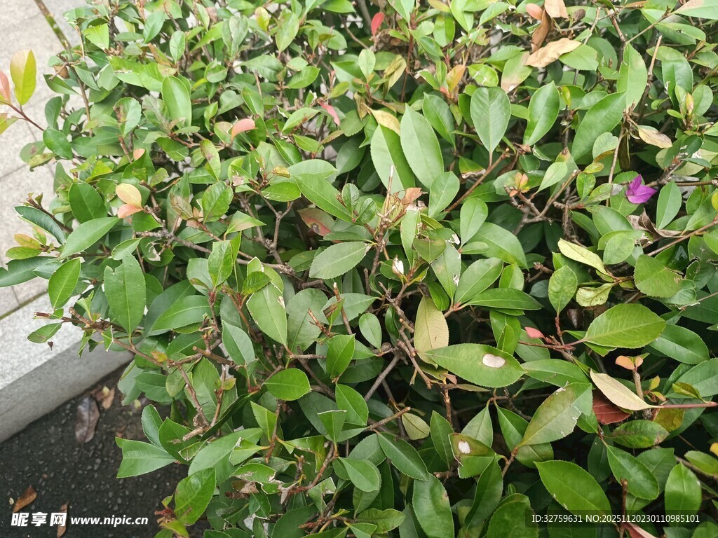 绿叶繁茂的绿色植物