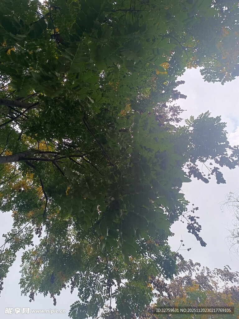 仰视繁茂绿树树冠