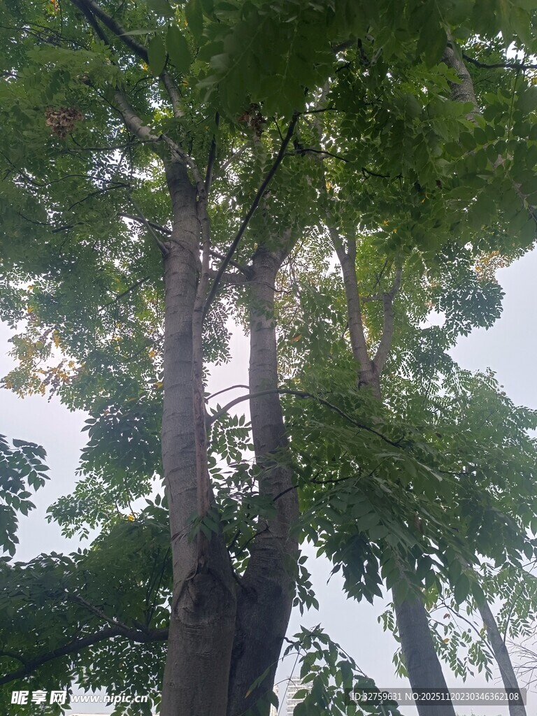 高大葱郁的树林景观