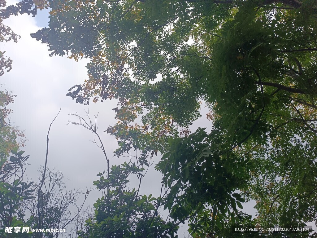 仰视茂密树林树冠