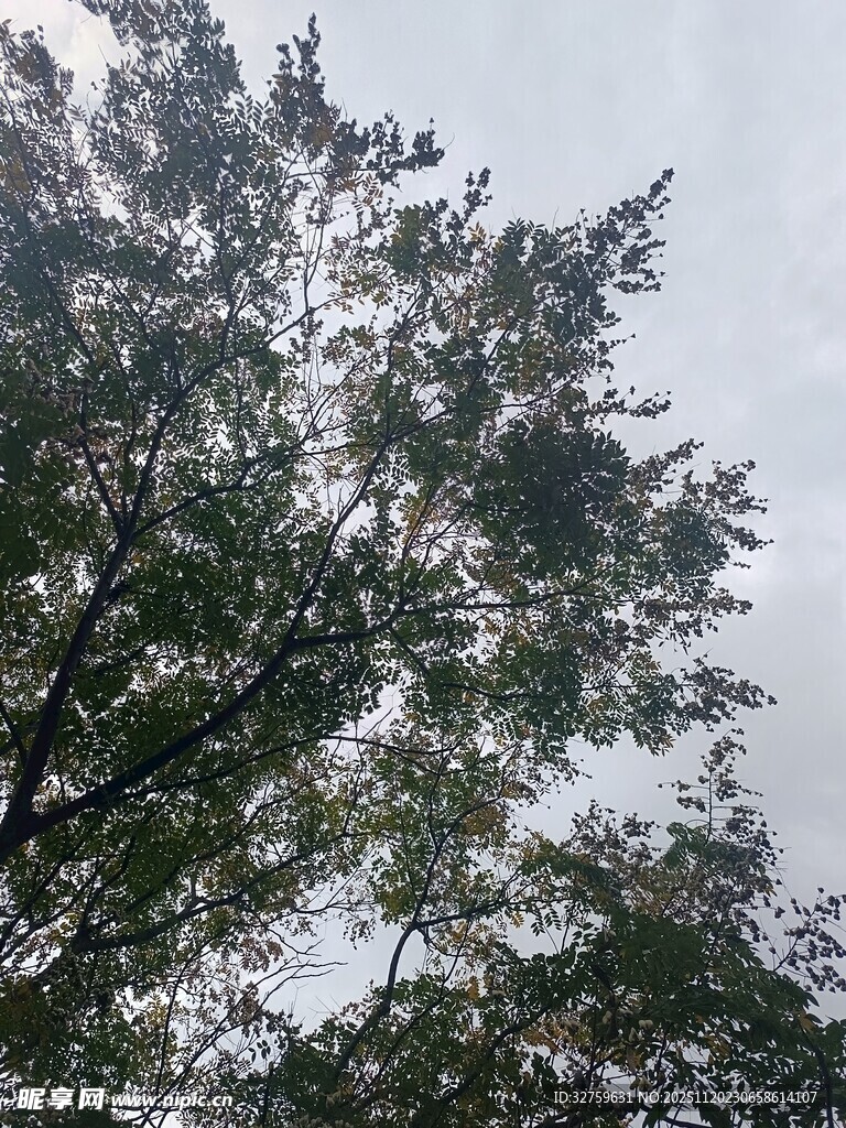 枝叶繁茂的树木