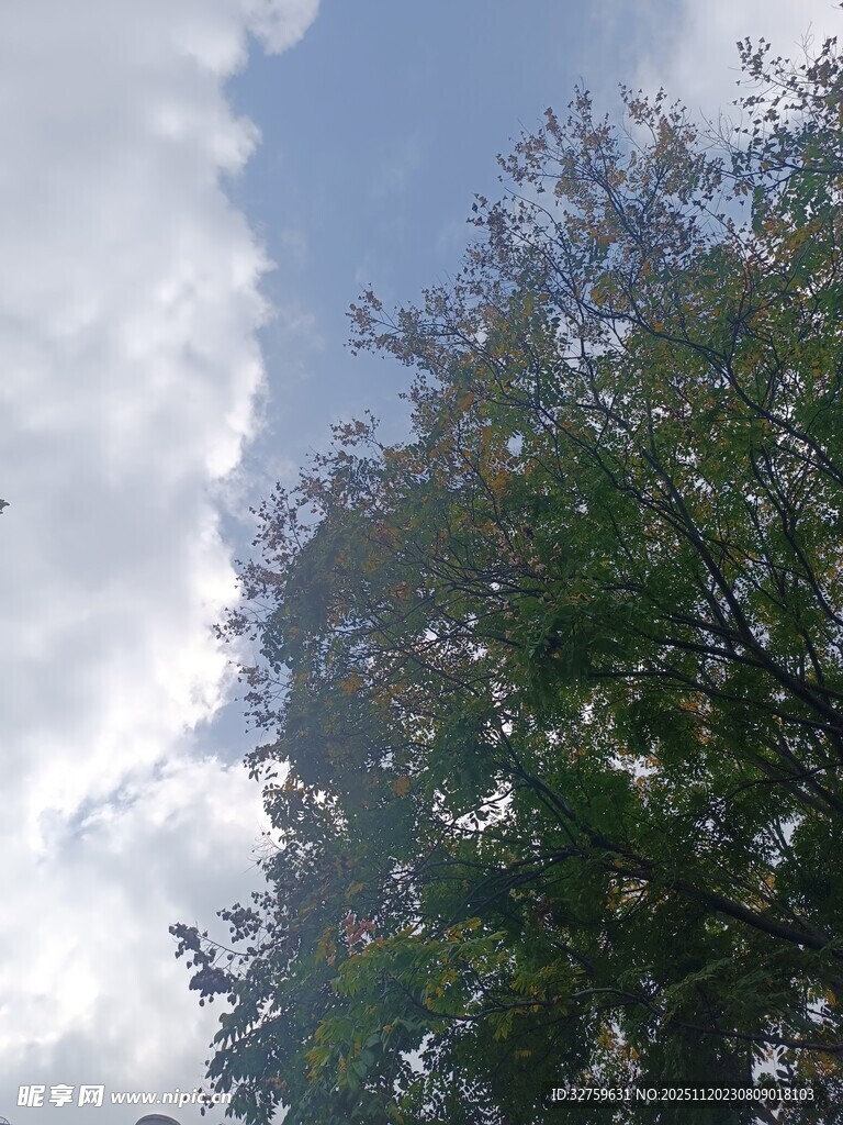 蓝天白云下的繁茂绿树