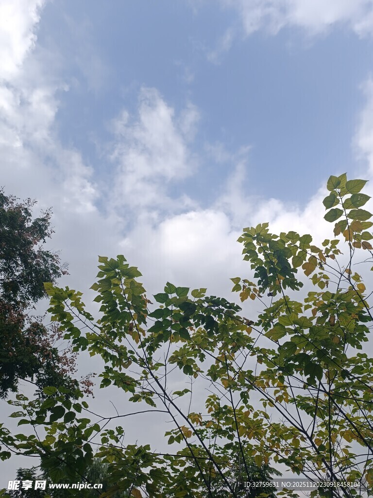 蓝天白云下的繁茂枝叶