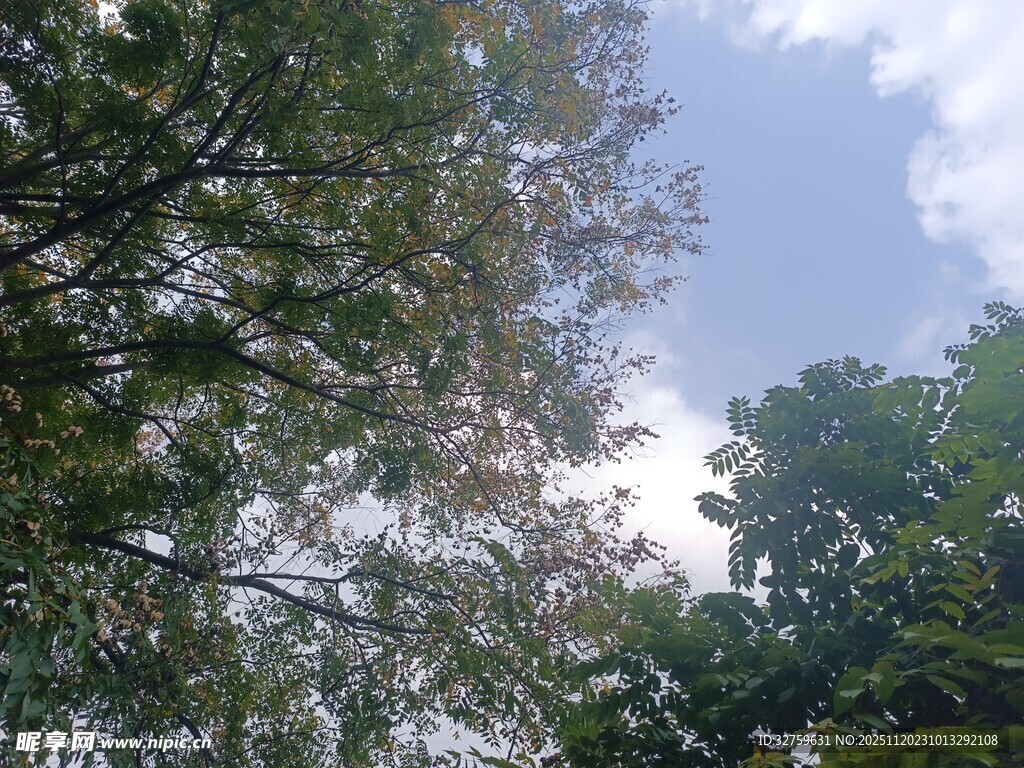 仰视绿树蓝天美景