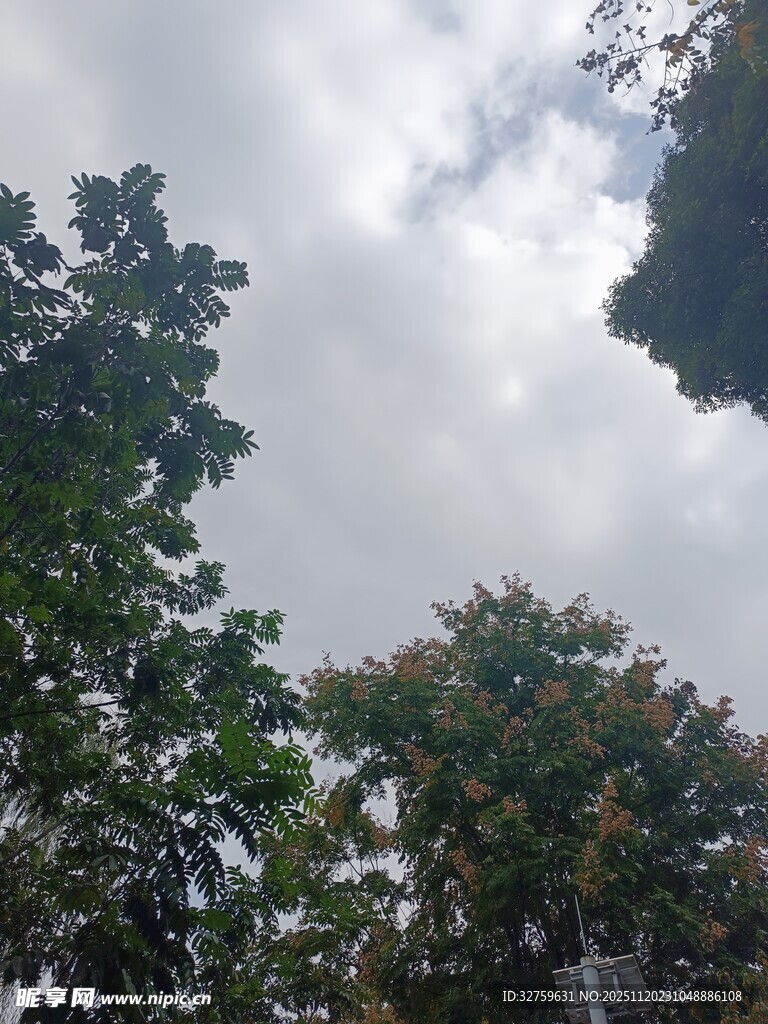 绿树映衬下的多云天空