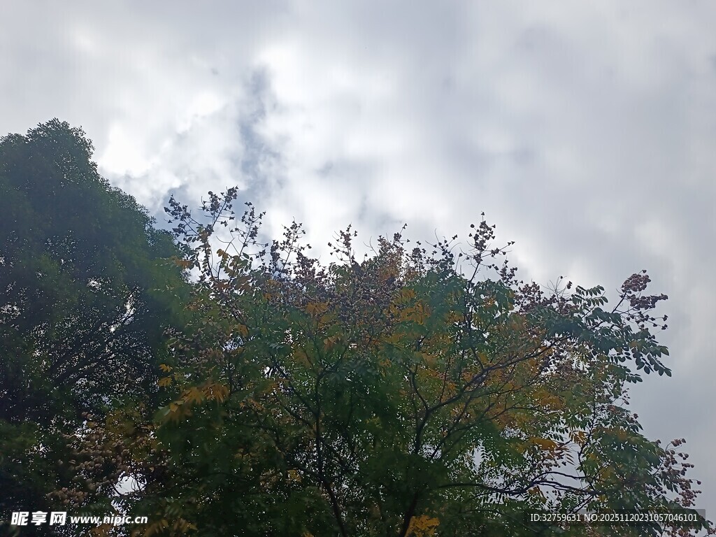 秋日树梢与天空景致