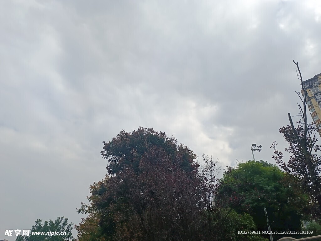 阴天中的树木与电线杆