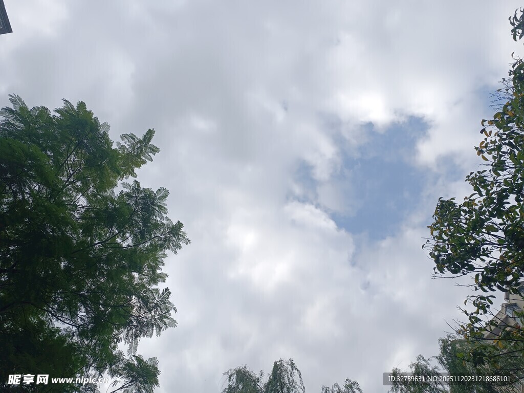 蓝天白云下的繁茂绿树