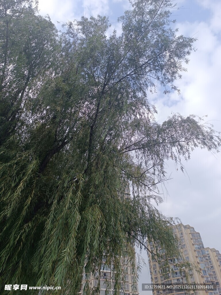 城市中摇曳的垂柳