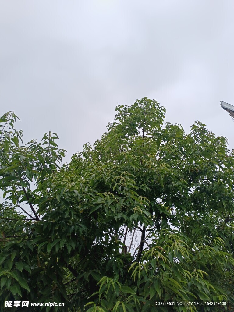 绿树间的飞机掠空