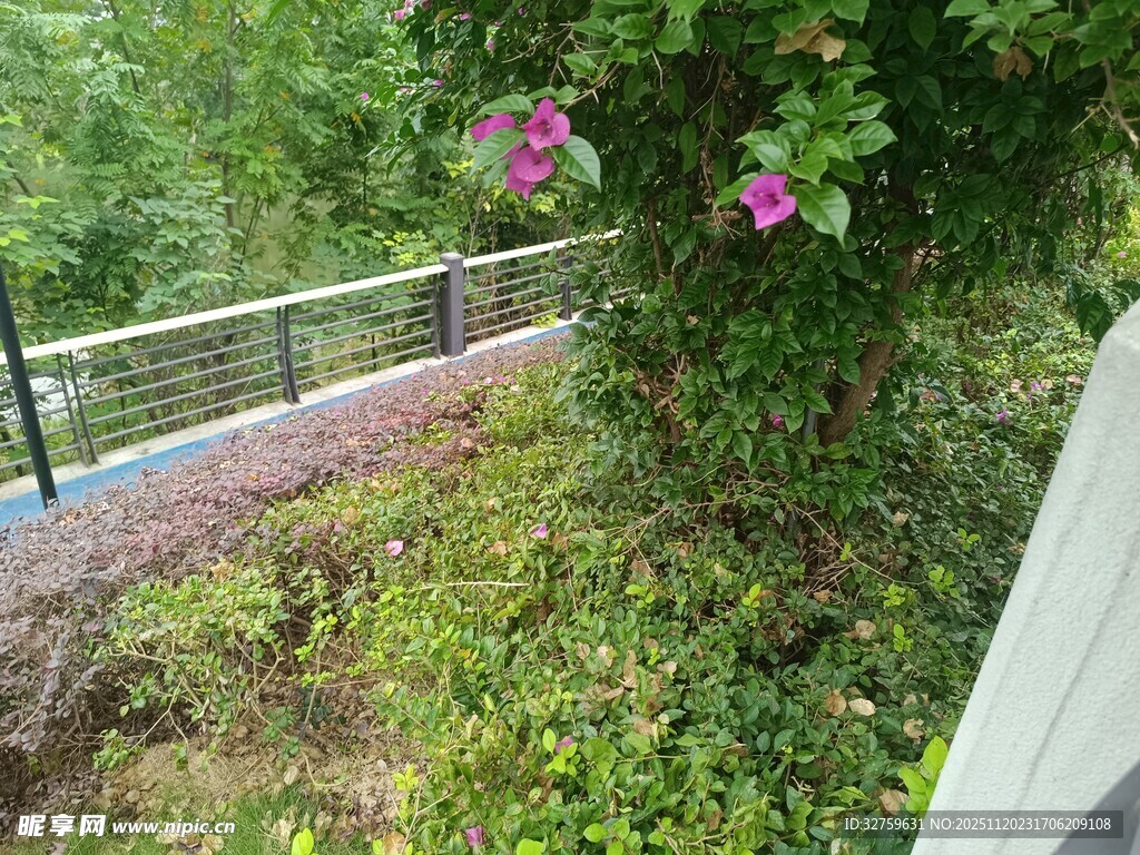 户外绿植环绕的景致