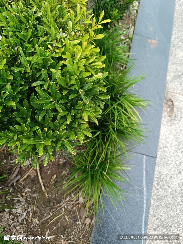 路边翠绿灌木景观