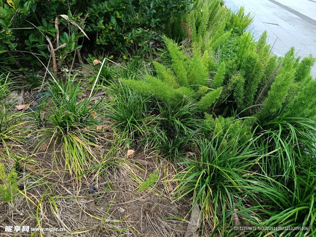 岸边葱郁的绿色野生植物