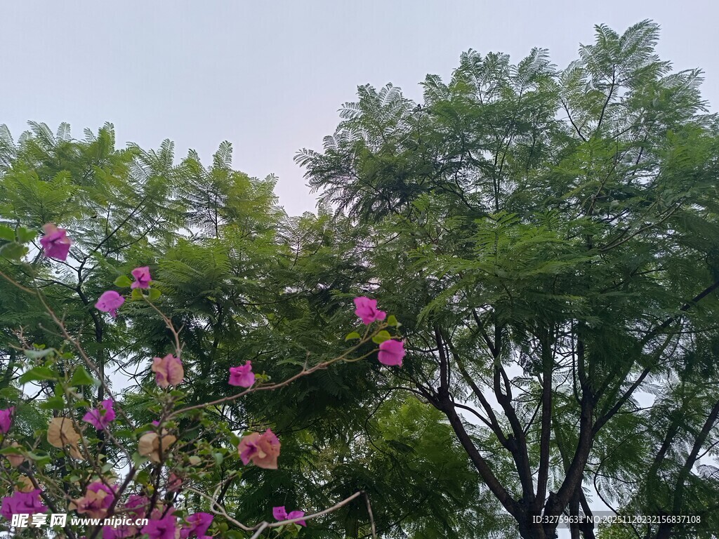 绿叶间绽放的娇艳繁花