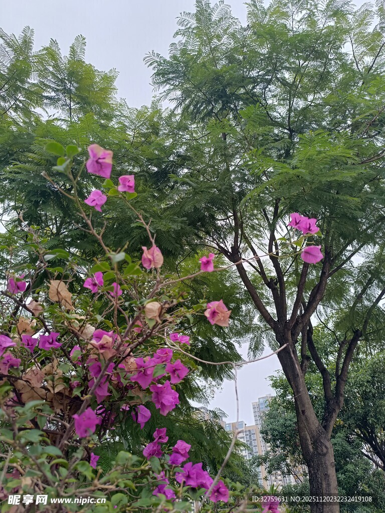 繁花绿树间的自然景致