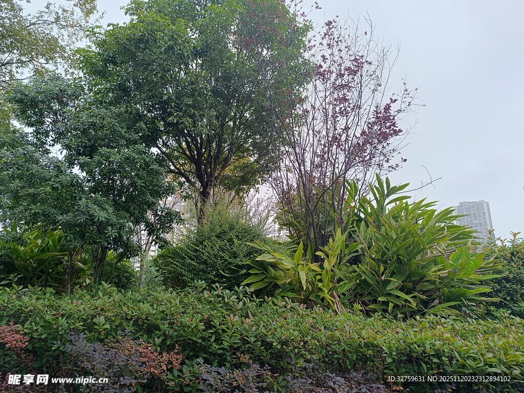 户外繁茂绿植景观