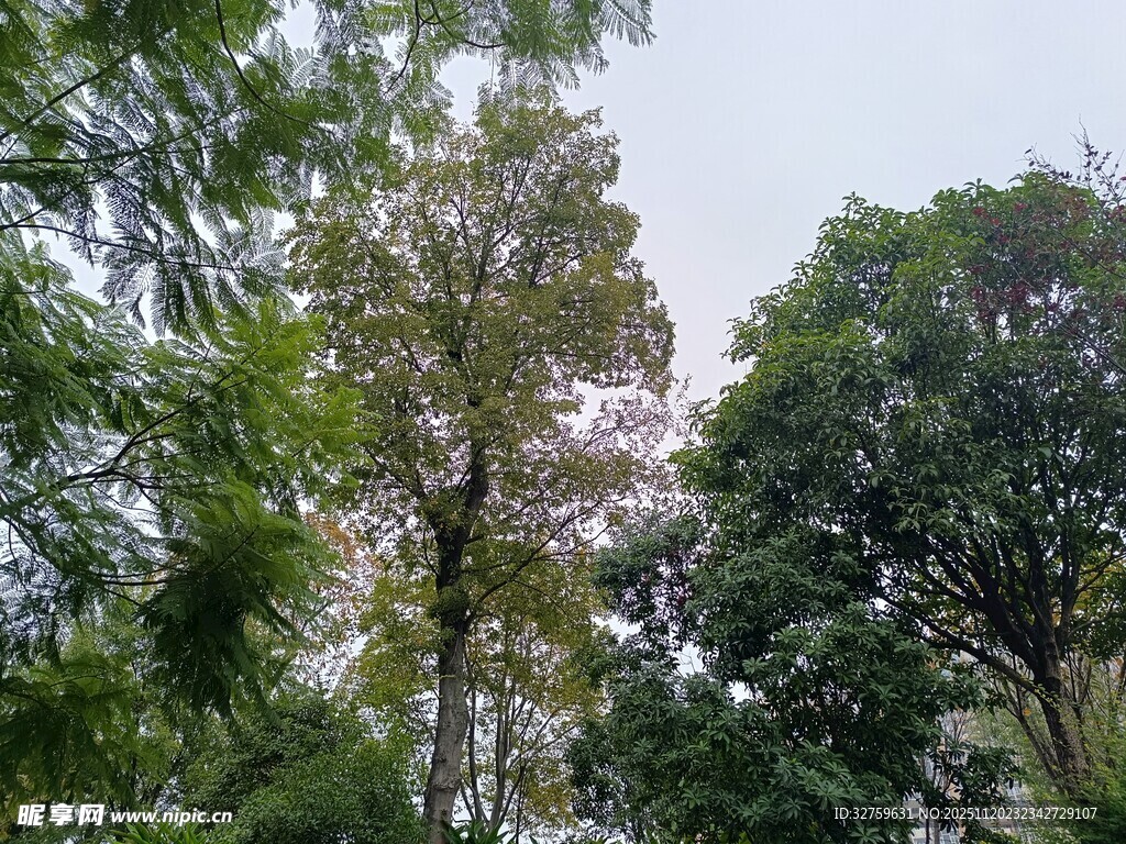 茂密树林中的葱郁树冠