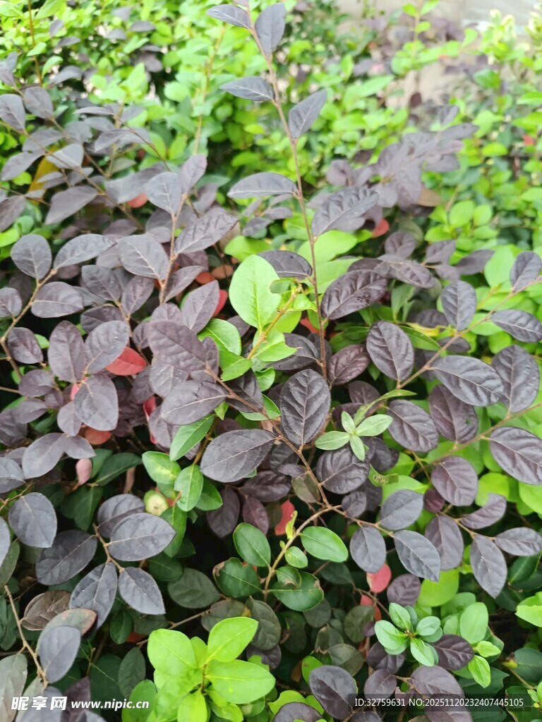 紫叶植物的繁茂景象