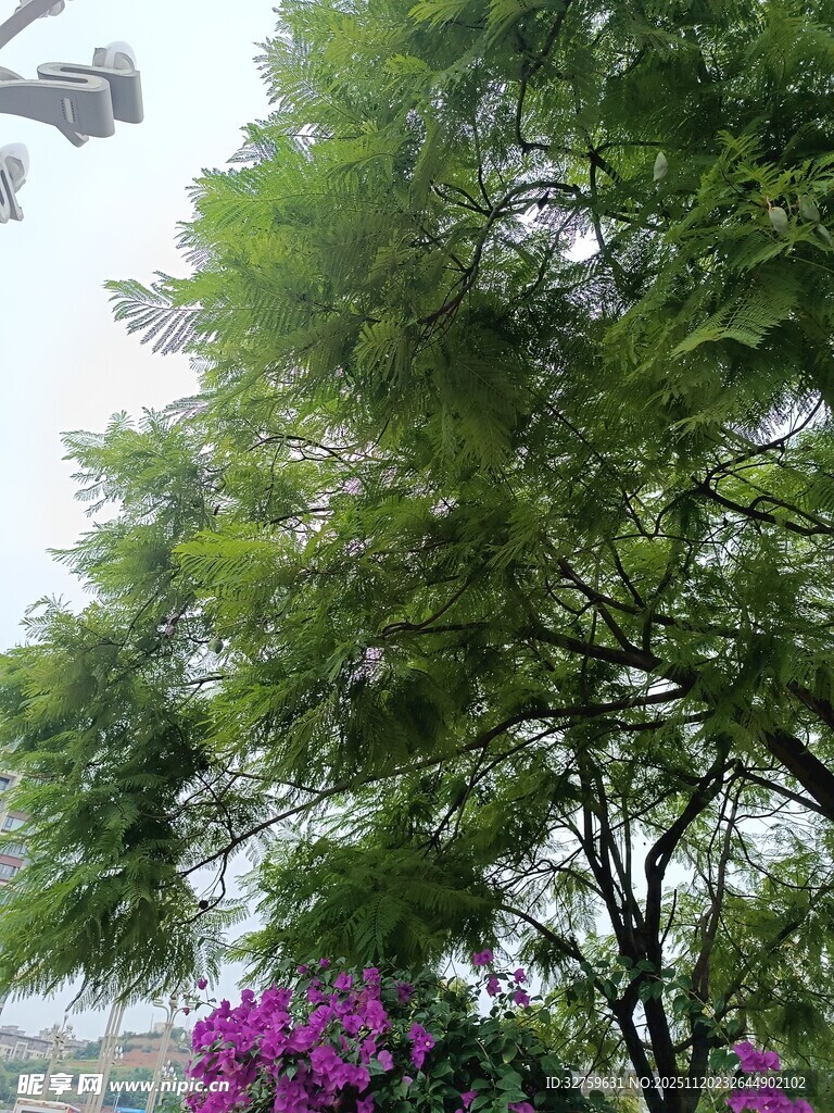 绿树繁花的自然景致