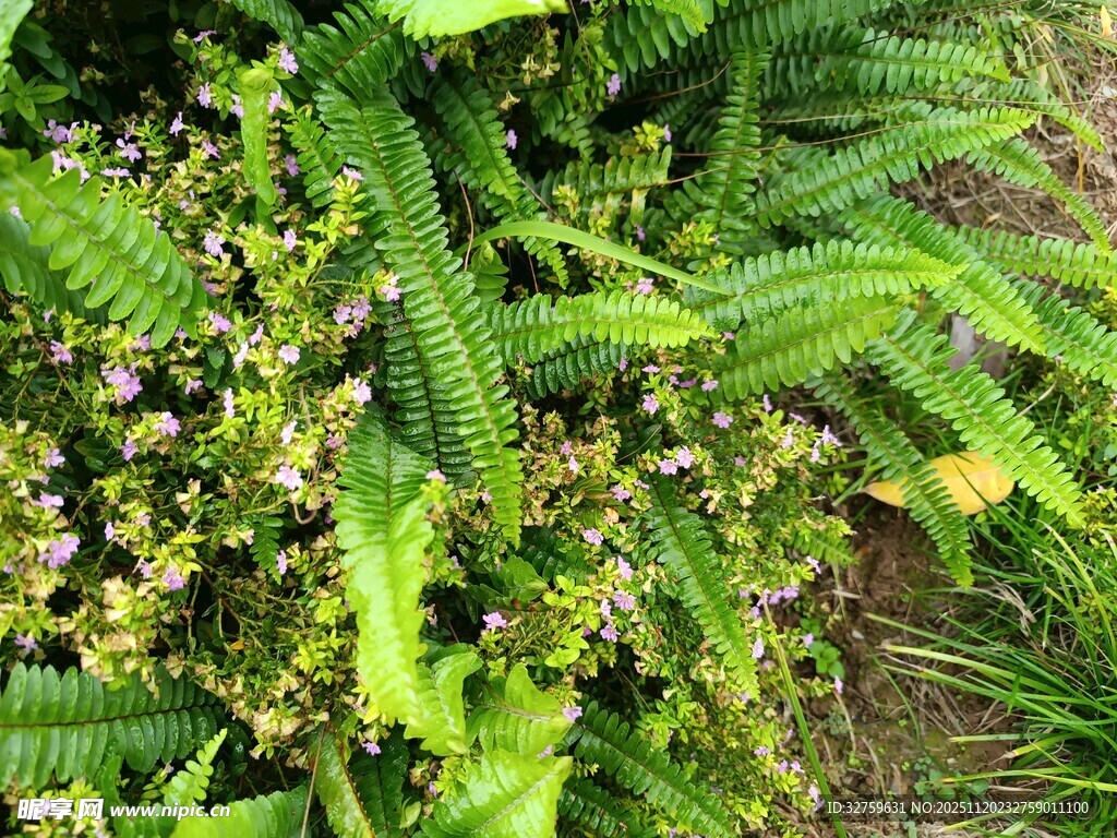 翠绿蕨类植物生机盎然