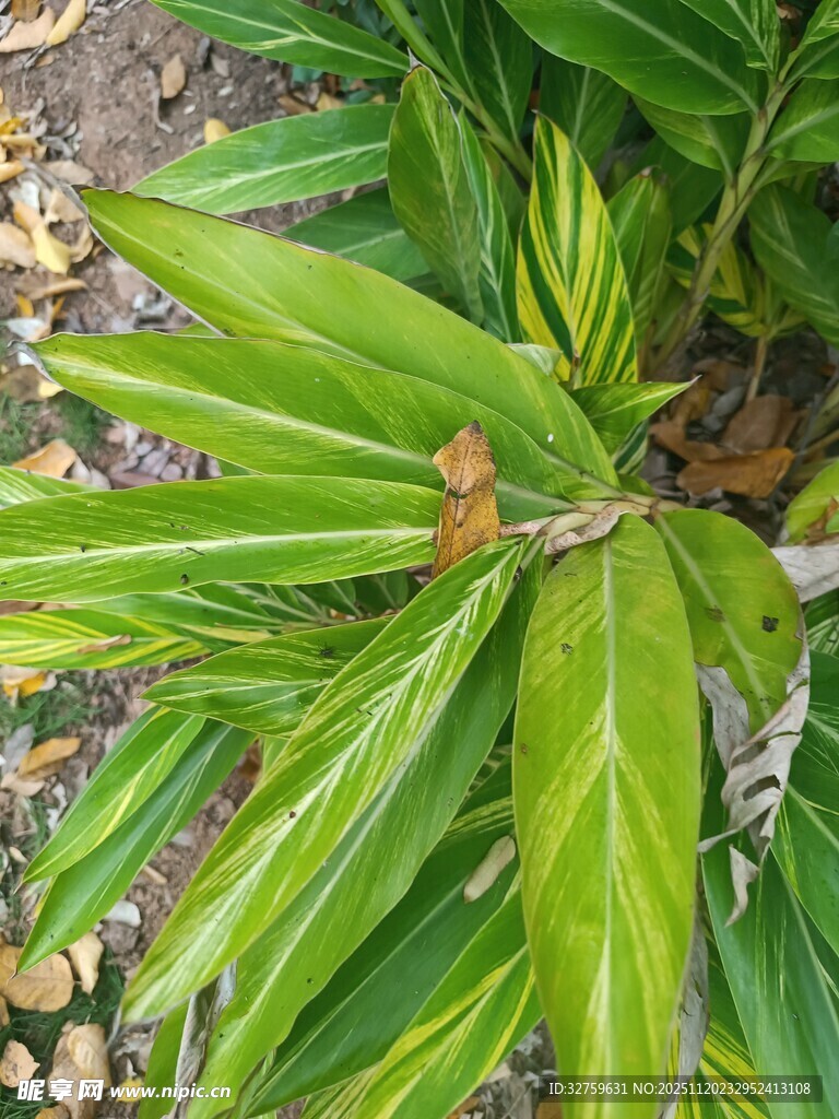 翠绿舒展的热带植物叶片