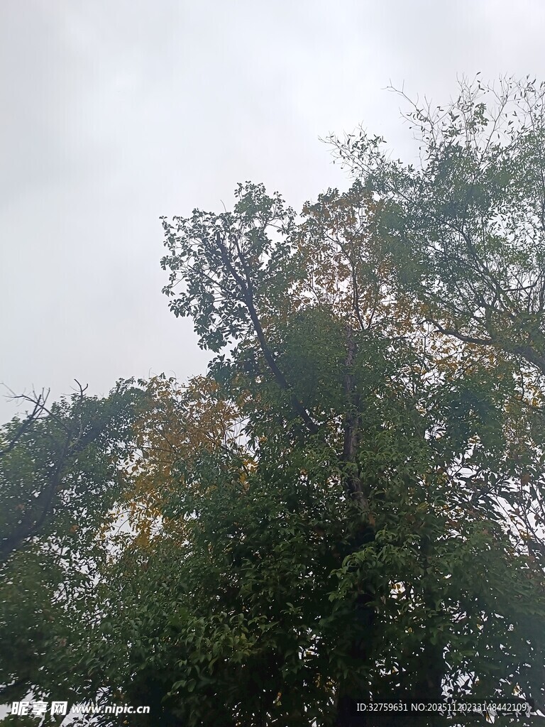 阴天中的繁茂树木