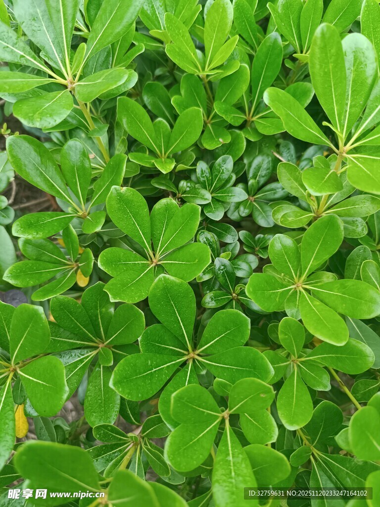 翠绿繁茂的多叶植物