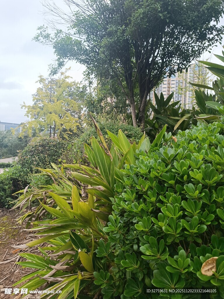 户外繁茂绿植景观