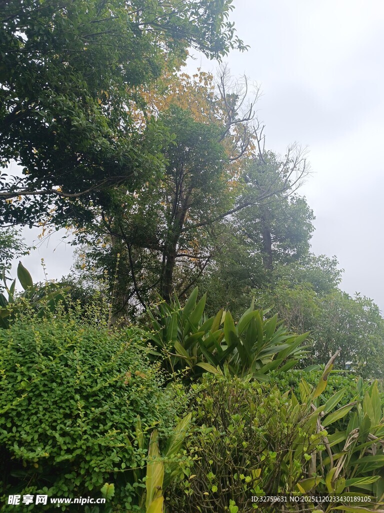 绿意盎然的繁茂植物景观