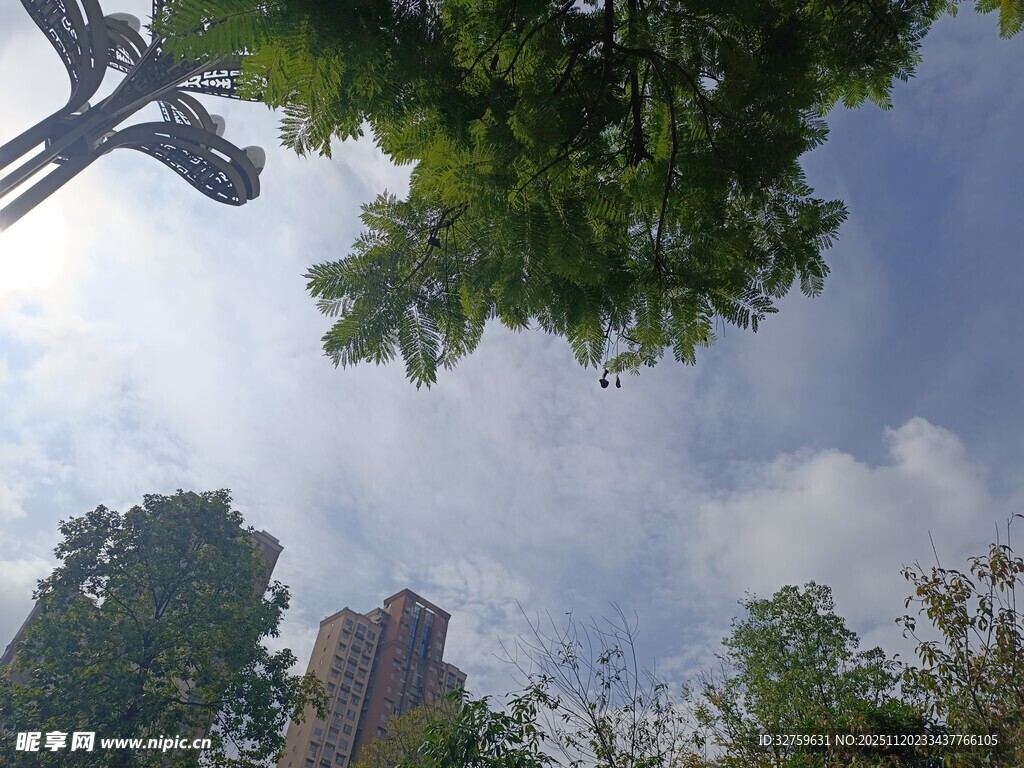 仰视绿树蓝天城市景象